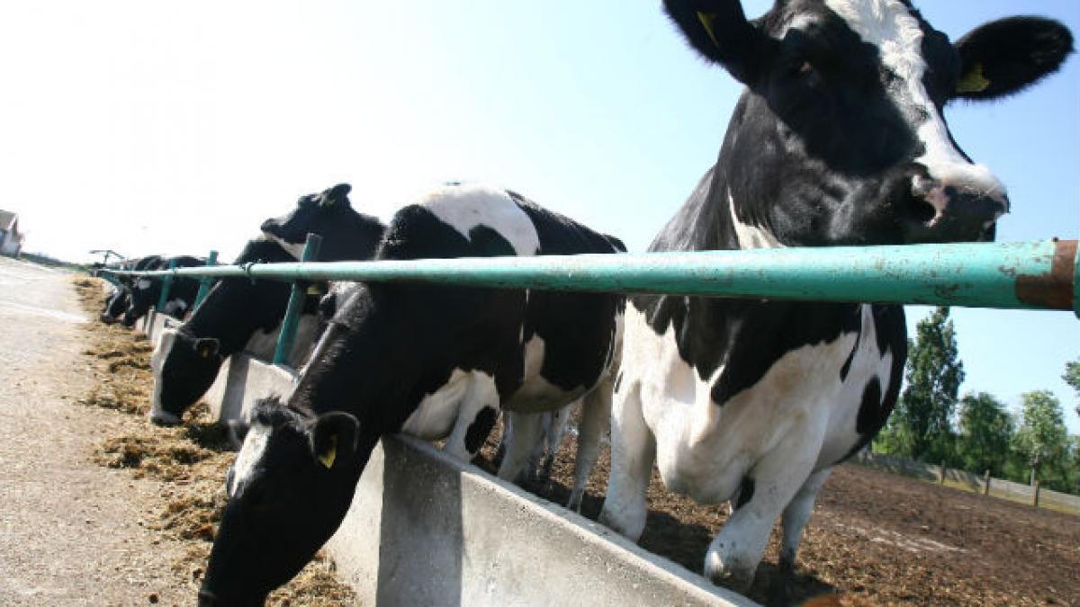 Furaje contaminate, de provenienţă românească şi sârbă, au fost descoperite în Olanda