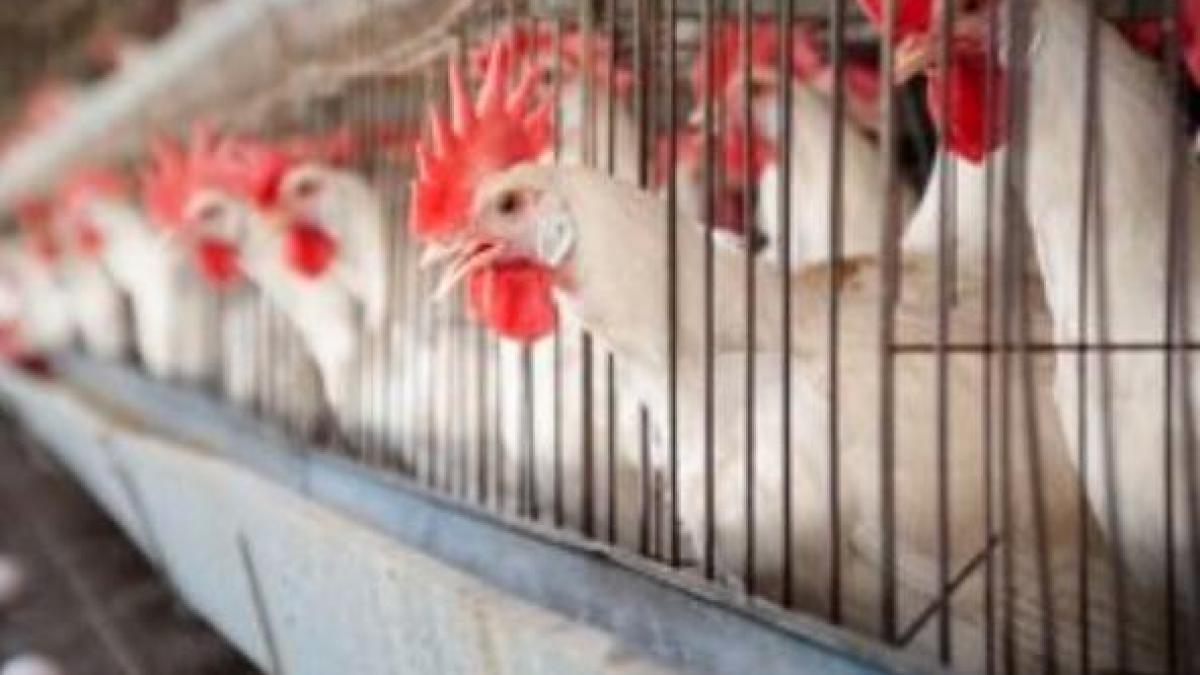 ALERTĂ ALIMENTARĂ: 53 de tone de carne de pui contaminată cu Salmonella, descoperite de inspectorii veterinari 