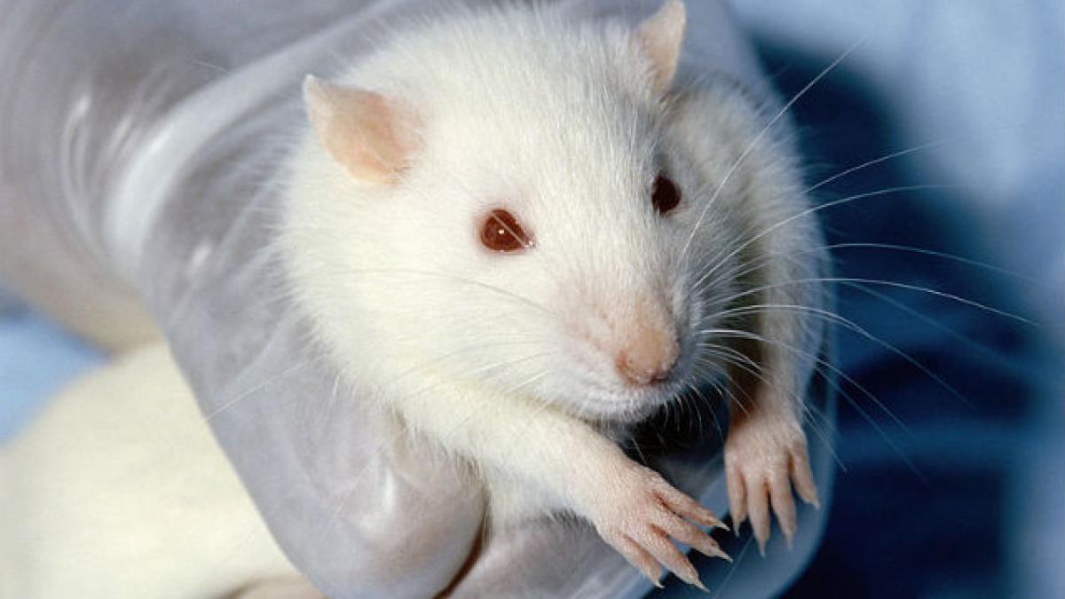 Produsele cosmetice testate pe animale nu mai pot fi comercializate în UE