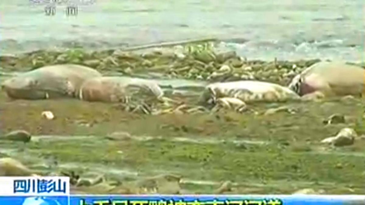 dupa porci morti acum a venit randul ratelor sa putrezeasca in raurile din china