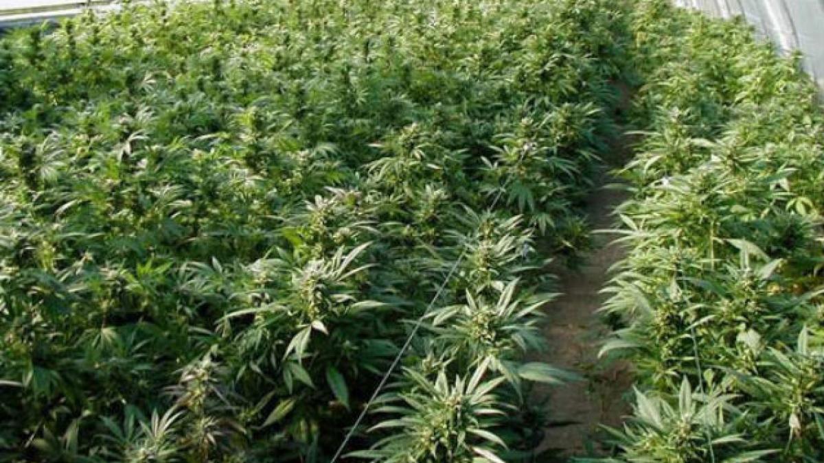 Cehia legalizează marijuana în scop medicinal