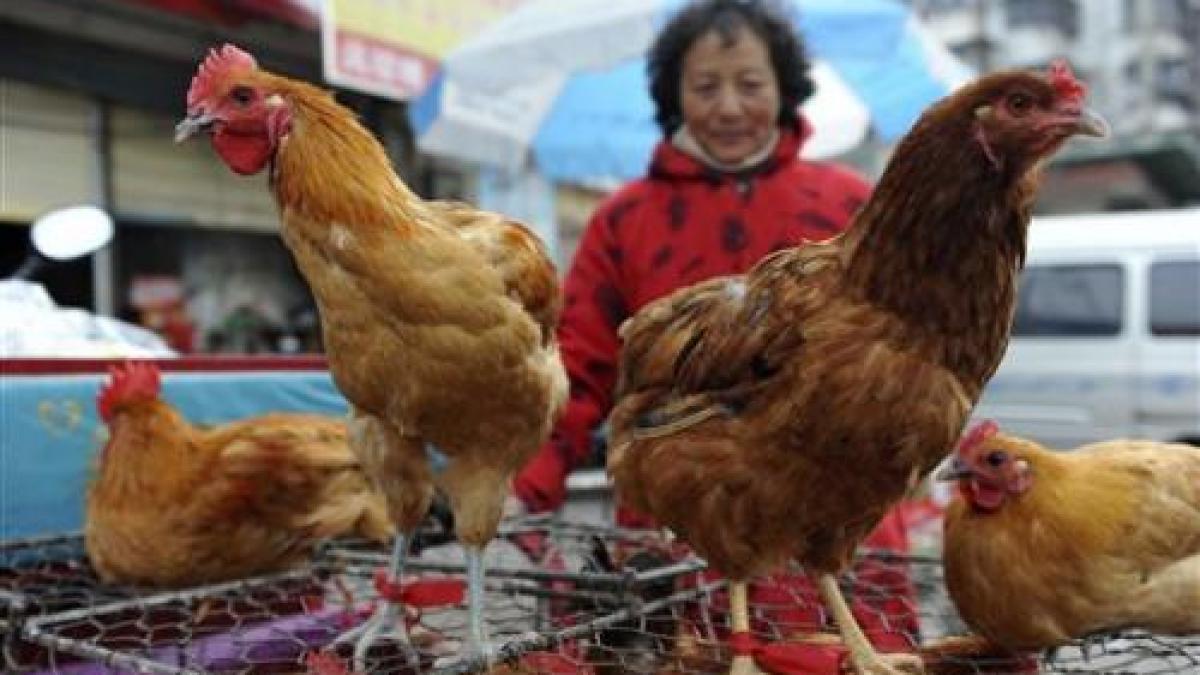 Încă patru cazuri de gripă aviară H7N9 în China, pacienţii sunt în stare gravă