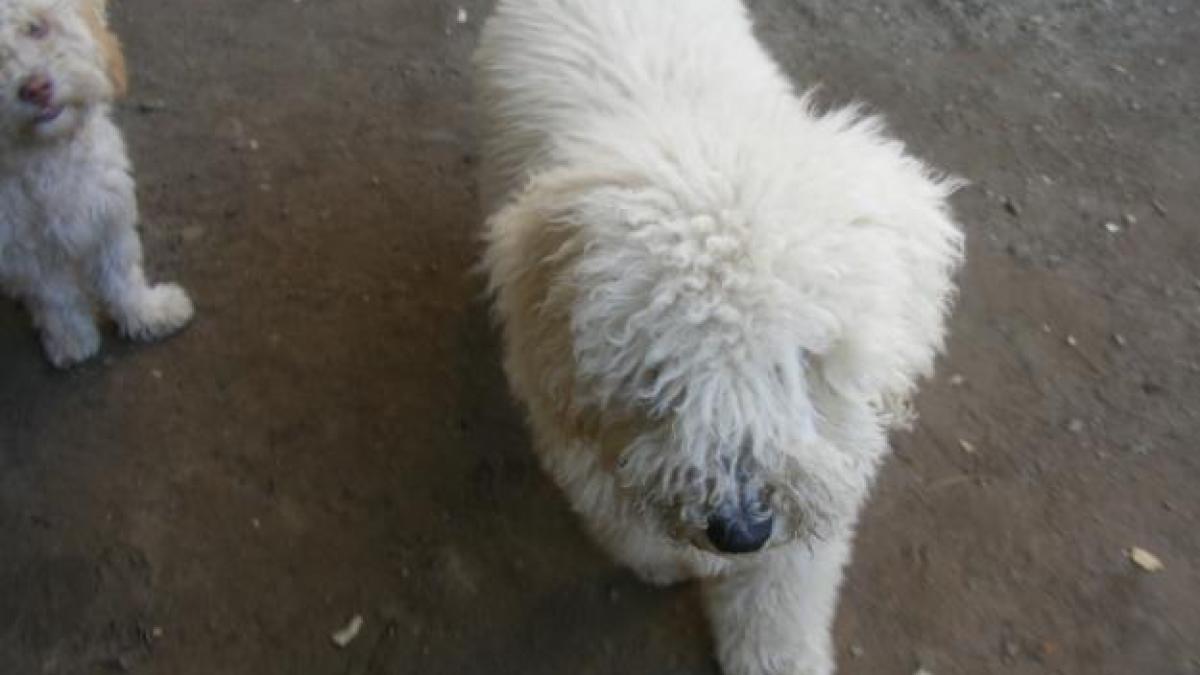 video a cumparat doi catei cu pedigree si i a dus la veterinar nu i a venit sa creada ce a aflat