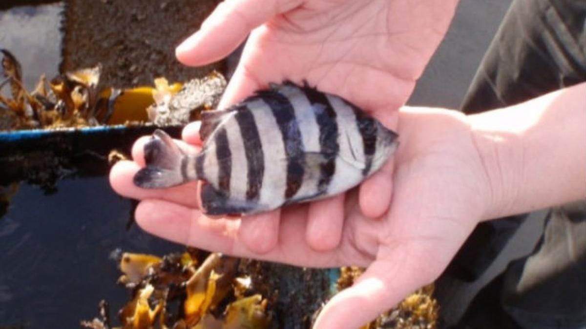 Un peşte a supravieţuit doi ani într-o barcă luată de tsunami-ul care a lovit Japonia în 2011 (VIDEO)