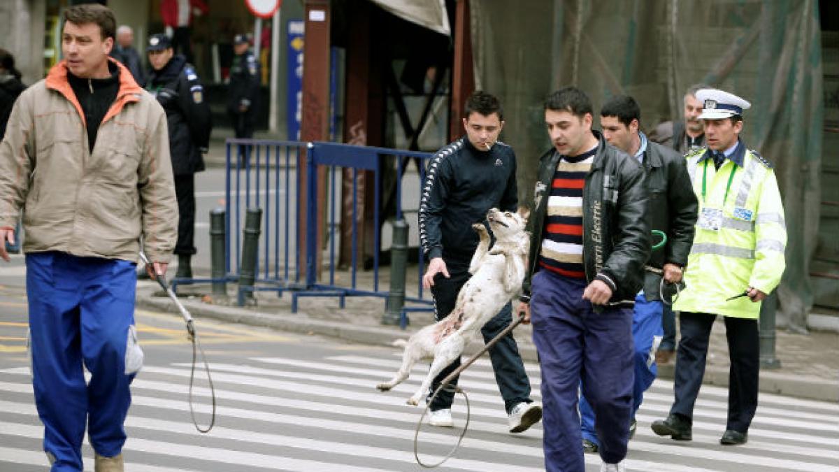 Oprescu face apel la bucureşteni să nu împiedice prinderea maidanezilor. 40.000 de câini ar urma să fie sterilizaţi anul acesta