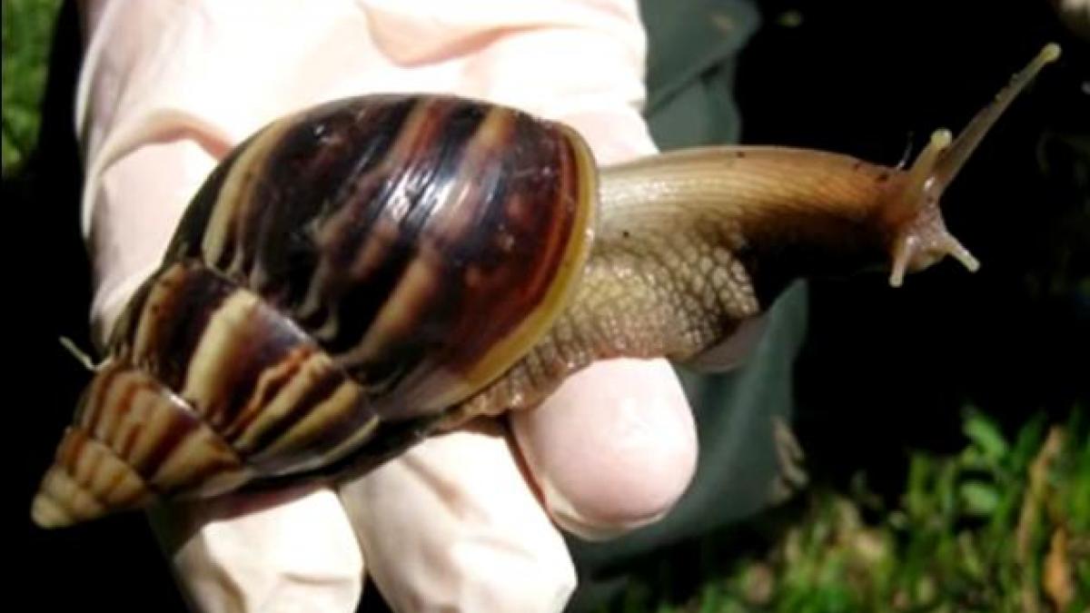 Florida, în ALERTĂ. Melci gigant, care pot atinge mărimea unui iepure, au invadat Miami. "Totul s-ar putea transforma într-un haos!" (VIDEO)