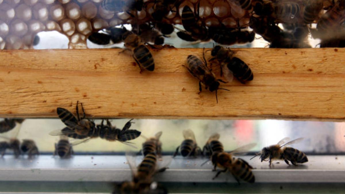 Bulgaria va sprijini interzicerea pesticidelor ce provoacă moartea albinelor