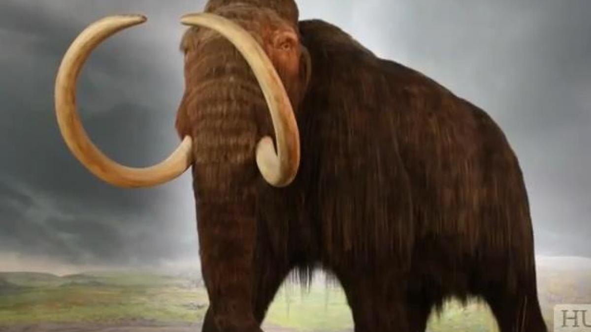Geneticienii vor să cloneze mamutul, tigrul tasmanian şi pasărea dodo