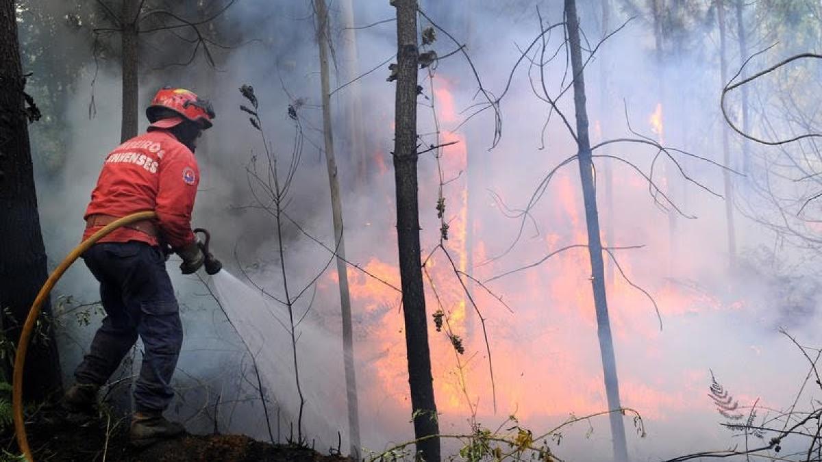 15 hectare de pădure au ars, într-un incendiu de proporţii, la Ocolul silvic Tihuţa Colibiţa