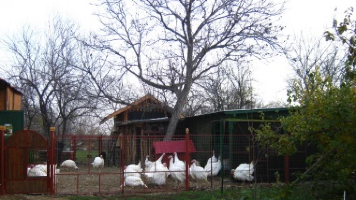 O afacere cu iz occidental: cum să lansezi o microfermă de păsări