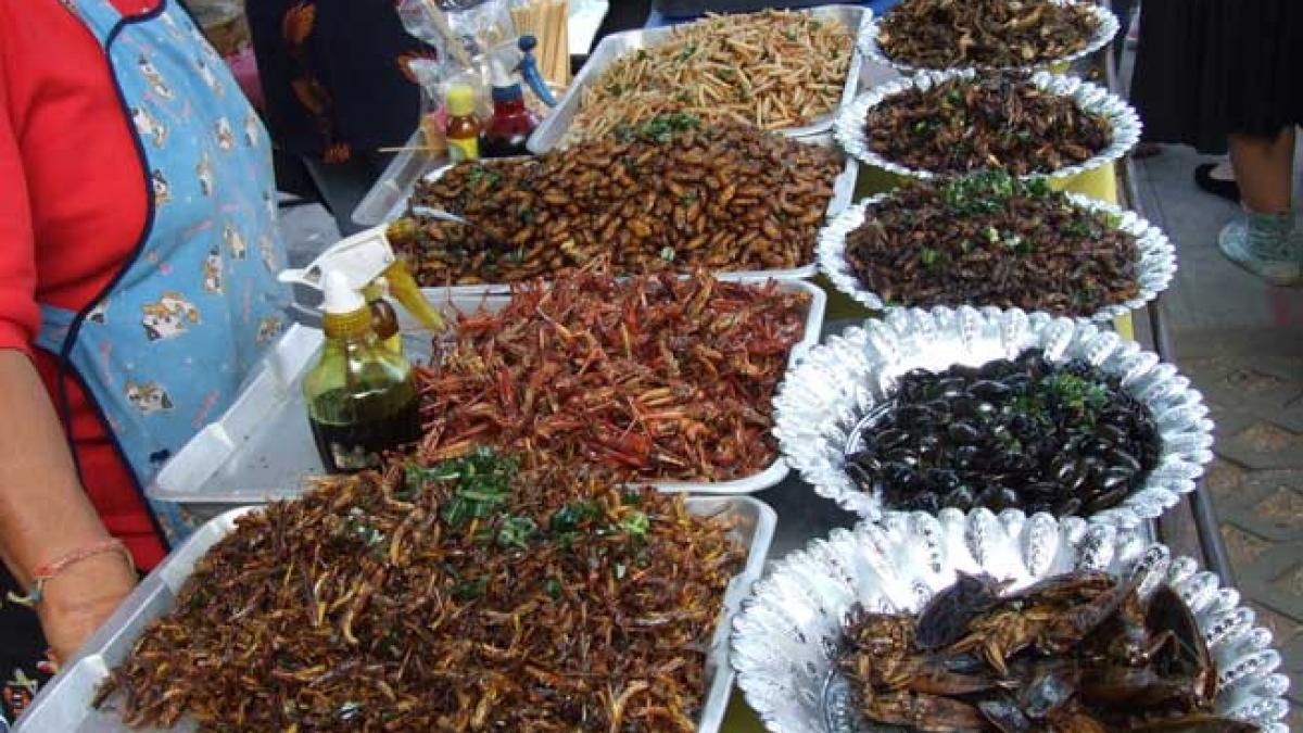 O organizaţie a ONU ne recomandă să creştem şi să consumăm insecte