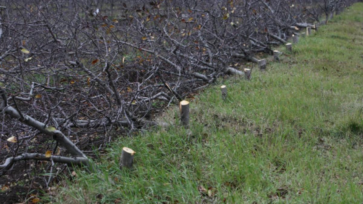 Romsilva introduce o nouă metodă de teledetecţie pentru depistarea tăierilor ilegale de arbori