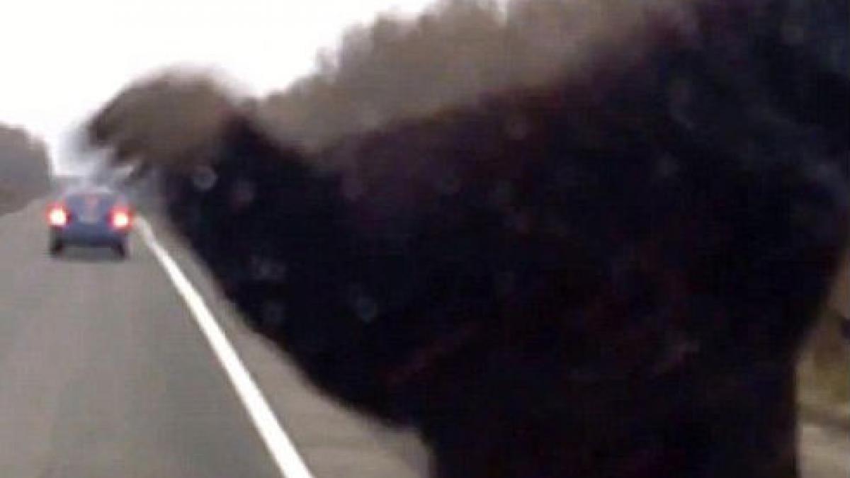 N-ai să ghiceşti cu ce s-a trezit pe capota maşinii un şofer din Rusia (VIDEO)