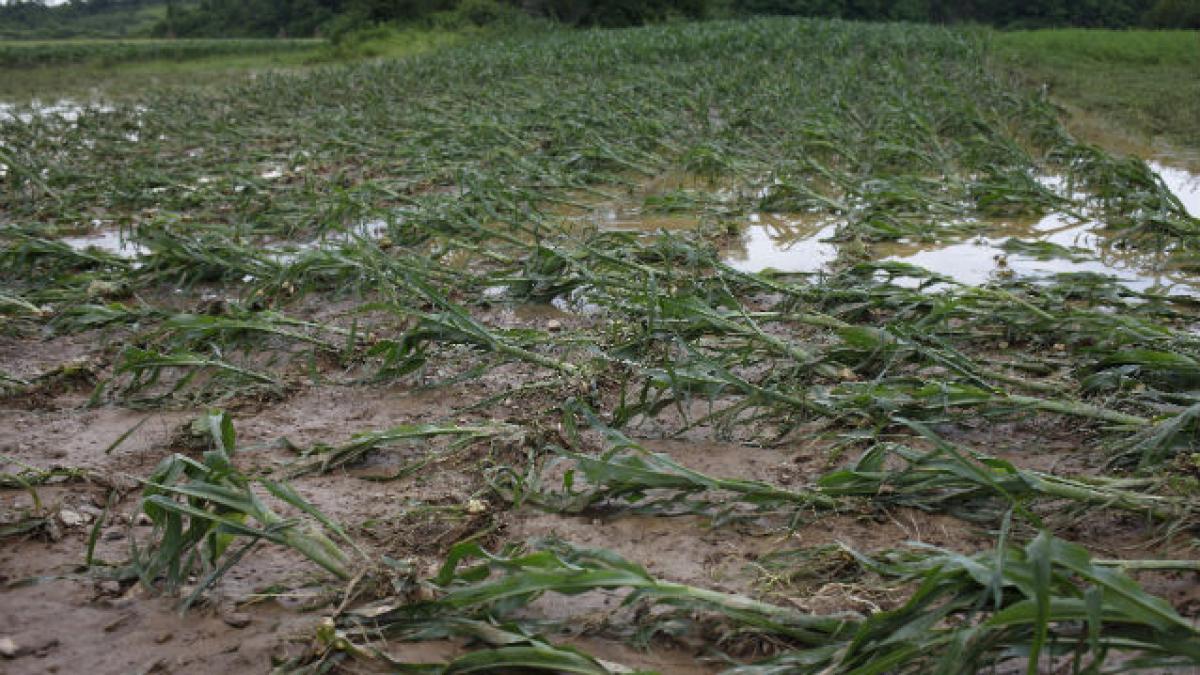 81 de locuinţe şi 541 de hectare distruse de inundaţiile din judeţul Neamţ