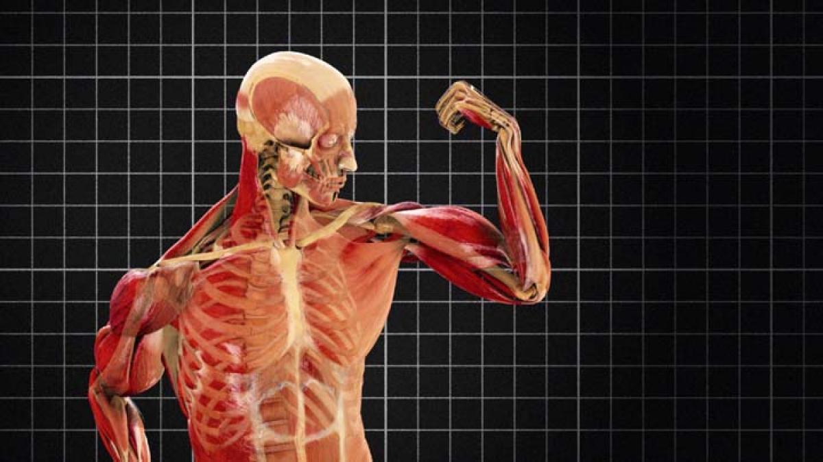 A fost descoperită o nouă componentă a corpului uman! "Manualele de anatomie trebuie RESCRISE!"