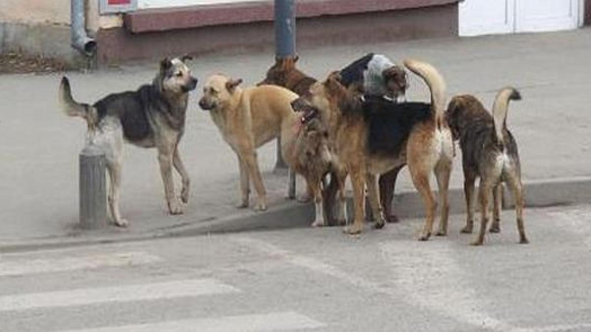 Sterilizările şi adopţiile câinilor, în evidenţa Primăriei Capitalei