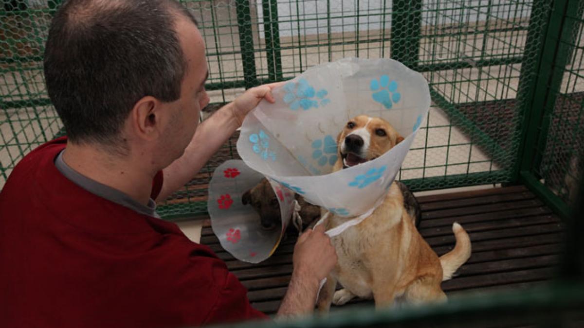 Ai câine? Declară-l! Bucureştenii care au câini şi nu îi declară în următoarele şase luni vor putea fi amendaţi