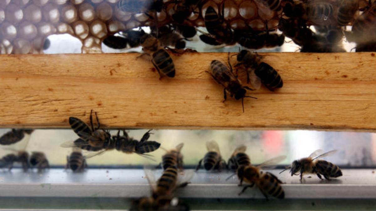 UE interzice un insecticid mortal pentru albine, România a votat împotriva deciziei
