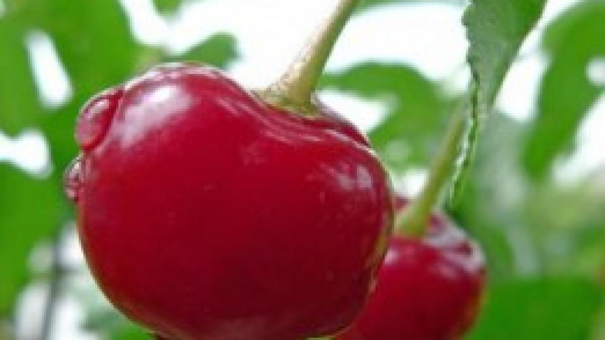 7 alimente care alungă insomnia