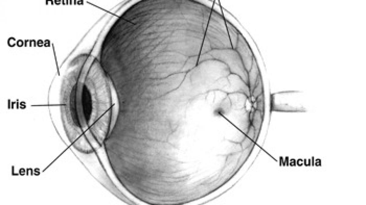 Orbii şi-ar putea recăpăta vederea cu ajutorul transplantului de celule stem. Metoda a funcţionat la animale