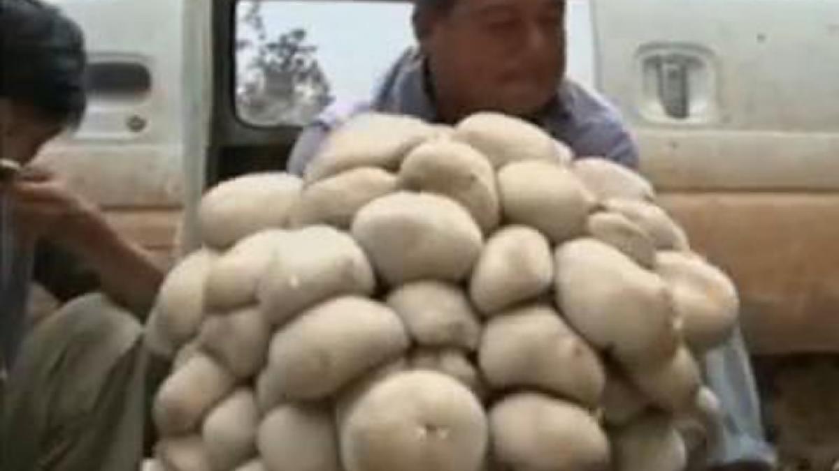 ciuperca gigant descoperita in china cartea recordurilor
