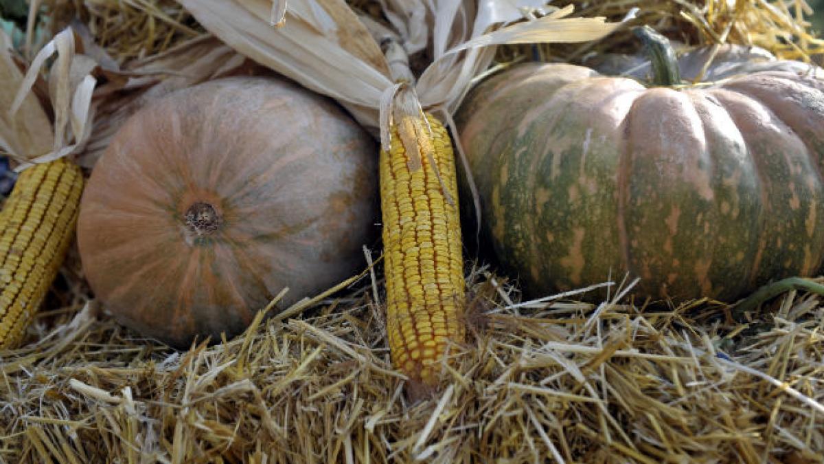 Consiliul de Stat al Franţei suspendă interdicţia de cultivare a porumbului modificat genetic MON810