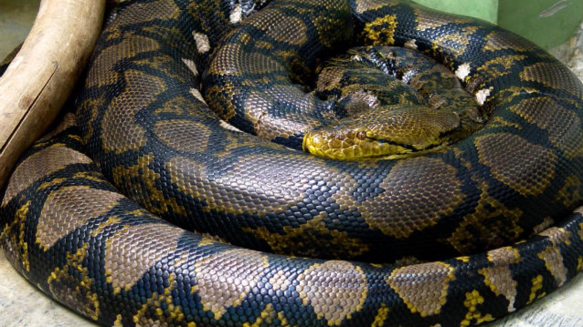 Doi copii de cinci şi şapte ani, ucişi de un piton scăpat dintr-un magazin de animale