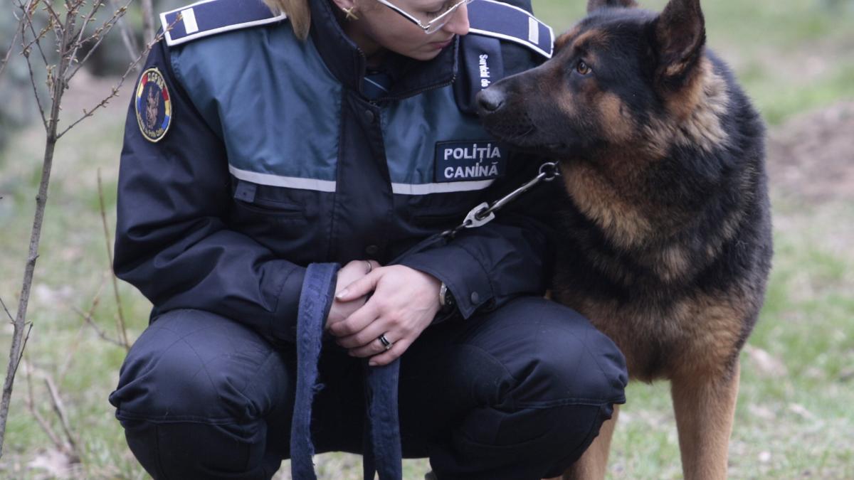 Câinii poliţişti din Republica Moldova vor răspunde numai comenzilor în limba română