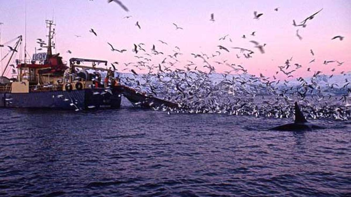 UE interzice importurile de hering şi macrou din Insulele Feroe