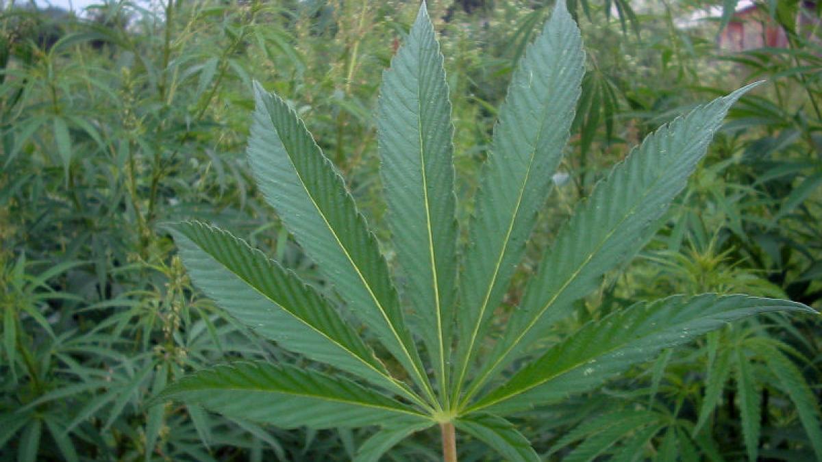 Cultură de peste o sută de plante de canabis, descoperită în urma unor percheziţii în judeţul Buzău