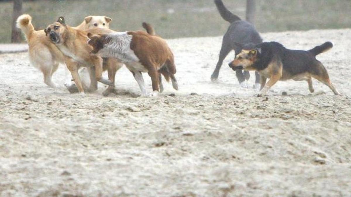 TRAGEDIE în Capitală: Copil de 4 ani, UCIS de câini maidanezi în zona Parcului Tei