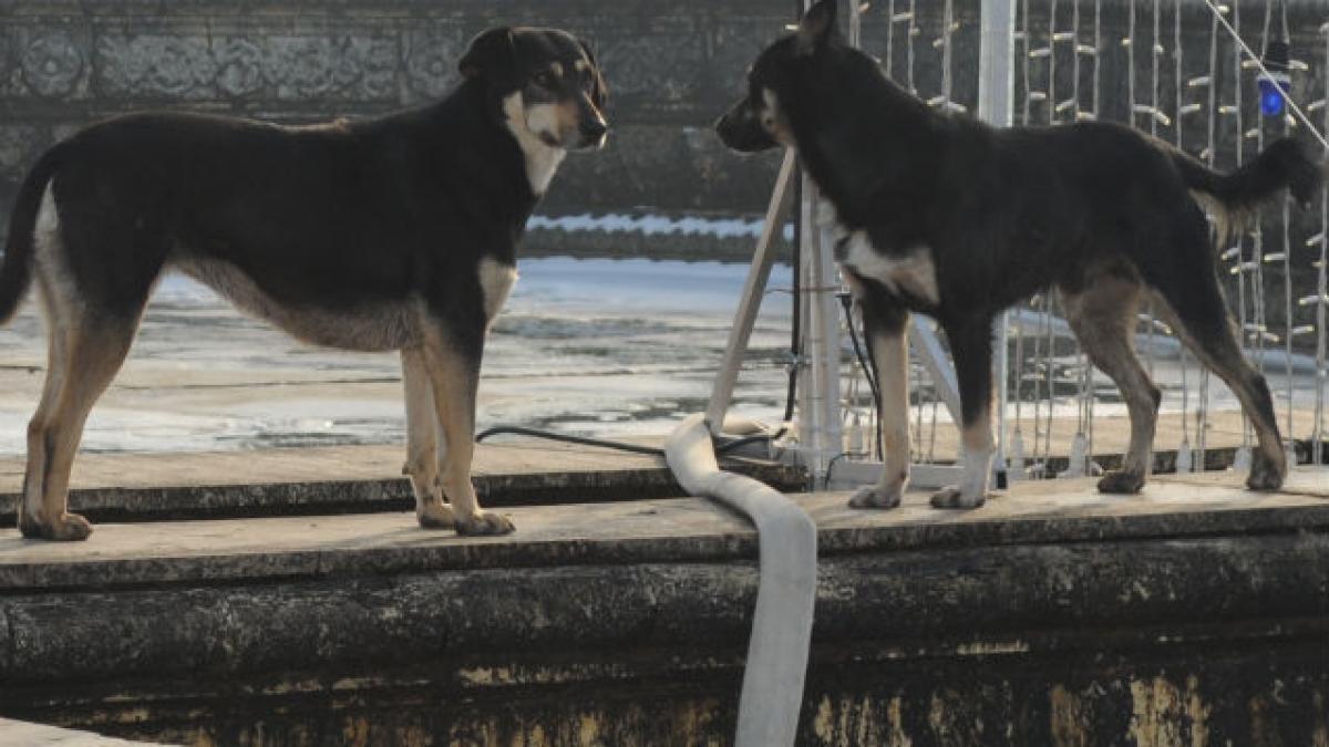 Bunica băiatului ucis de câini a sunat la Poliţie după 20 de minute de la dispariţia nepoţilor săi