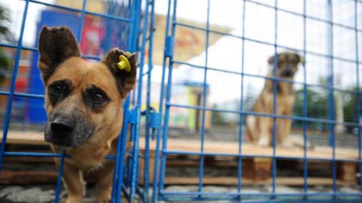 Prahova: Iubitorii de animale din Ploieşti ar putea păstra câinii în adăpost contra unei taxe