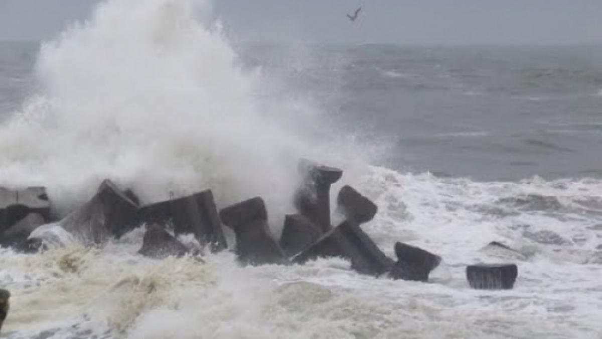 COD GALBEN de furtună pe coasta Mării Negre 