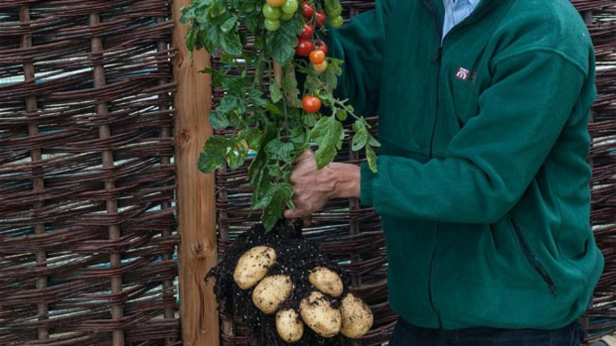 TomTato, SUPER-PLANTA care produce şi roşii şi cartofi (VIDEO)