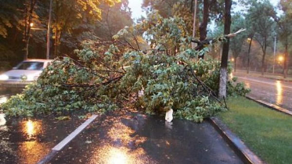 O femeie a fost rănită de un copac doborât de vânt, în zona Piaţa Presei Libere