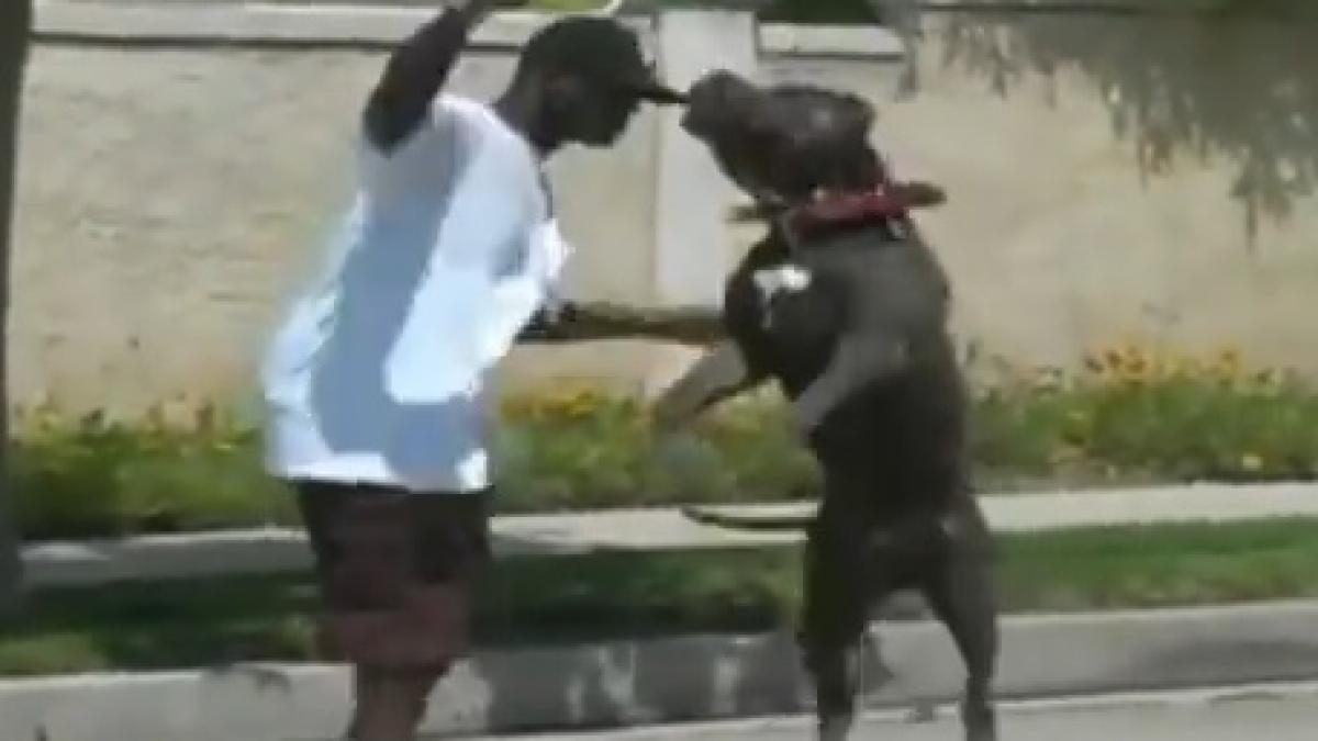 ucigasul de legende are 80 de kilograme este cel mai mare pitbull din lume si este caine de salvare video uluitor