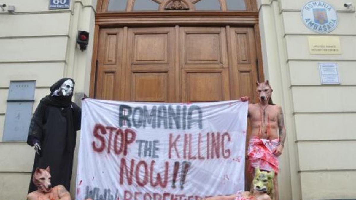 Protest inedit la adresa eutanasierii maidanezilor din România