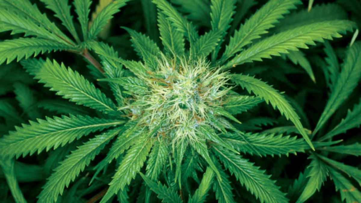 Un gram de marijuana legală va costa un dolar în Uruguay