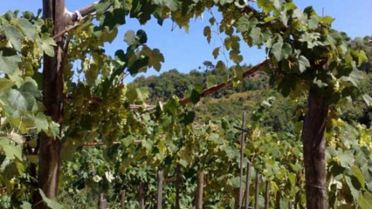 Muntele credintei. Vin şi rugăciune la  Muntele Athos