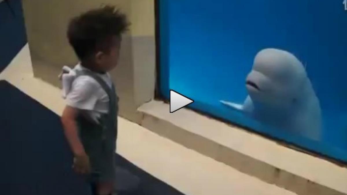 O balenă răutăcioasă se distrează cu un copil (VIDEO)