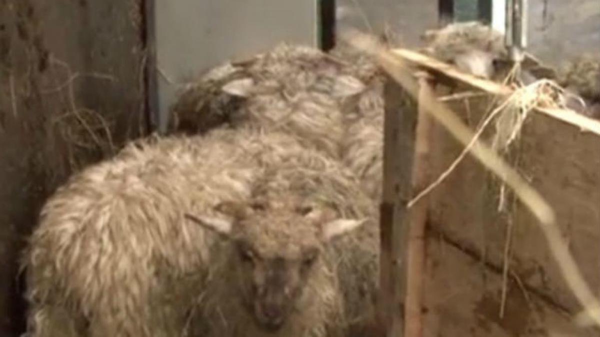 Trafic blocat pe Valea Oltului, după ce un tir încărcat cu oi s-a răsturnat pe şosea