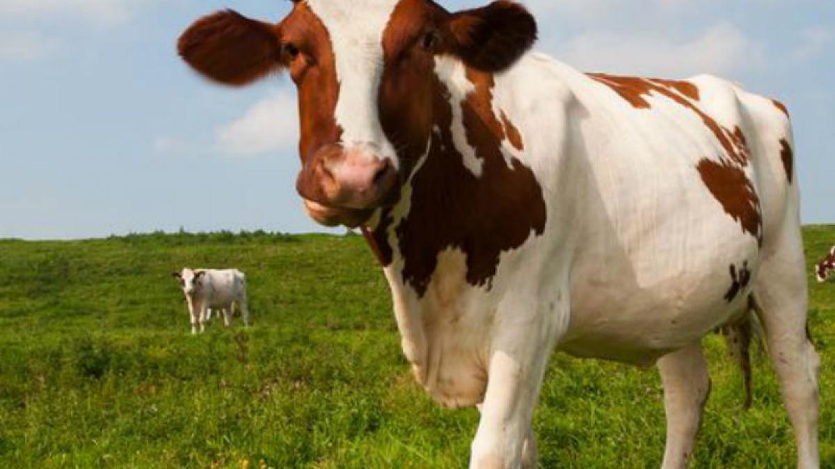 România va exporta peste 500.000 de vaci în China: "Este o şansă extraordinară pentru fermierii români"