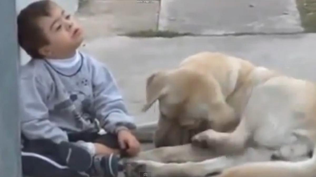 un caine are grija de un copil cu sindromul down video