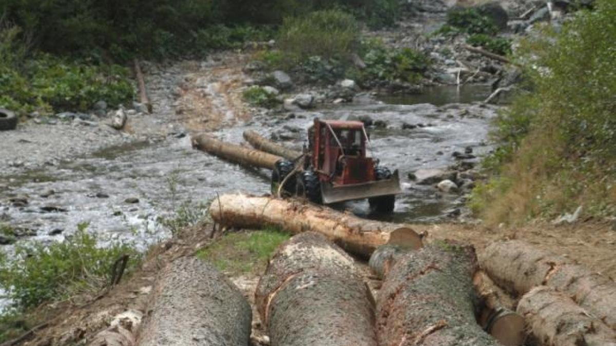 ROMÂNIA sub DRUJBĂ: peste 50 de cazuri de tăieri ilegale de păduri, pe zi!