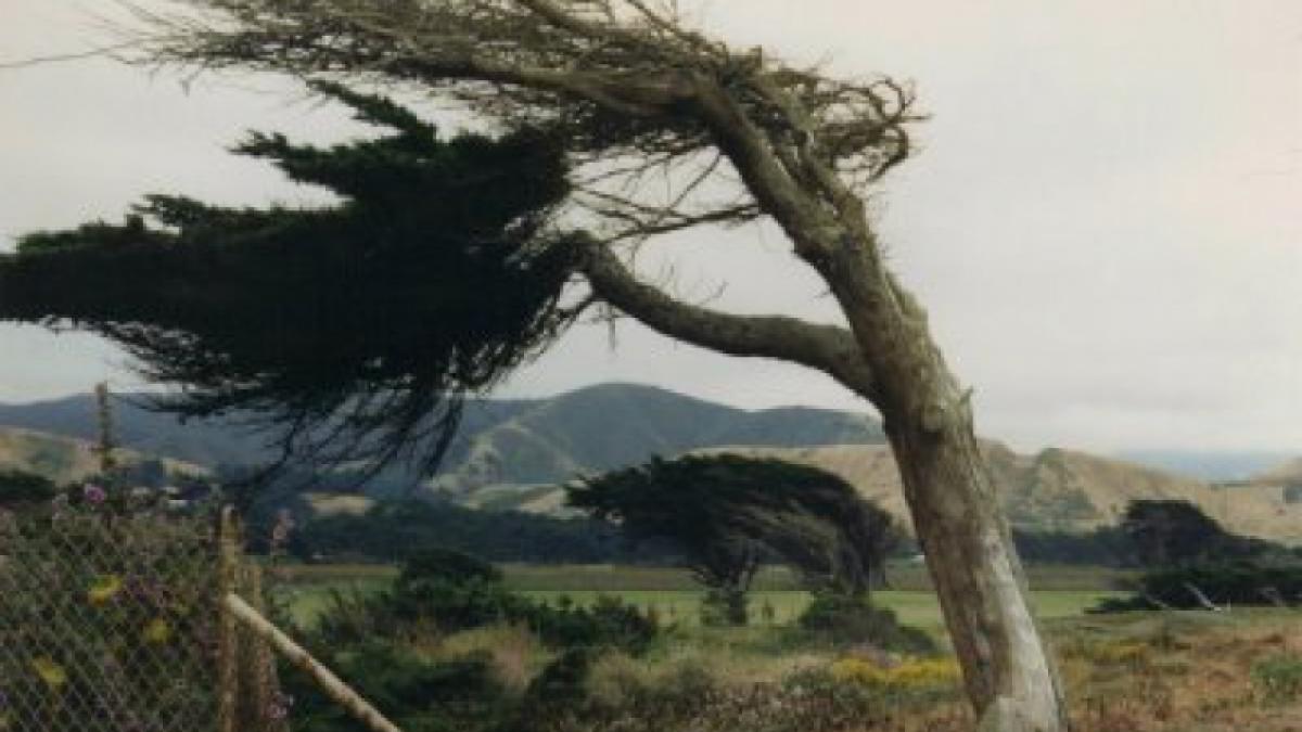 ATENŢIONARE METEO de vânt puternic. Ce regiuni sunt afectate