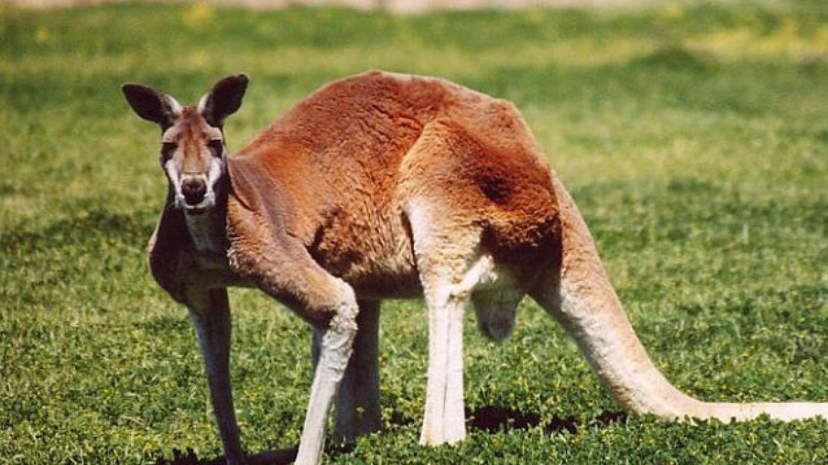 Australia vrea să cucerească piaţa chineză cu carnea de cangur