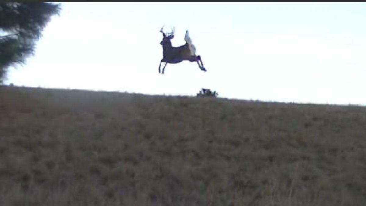 S-au dus la vânătoare însă au ajuns să facă un lucru incredibil (VIDEO)