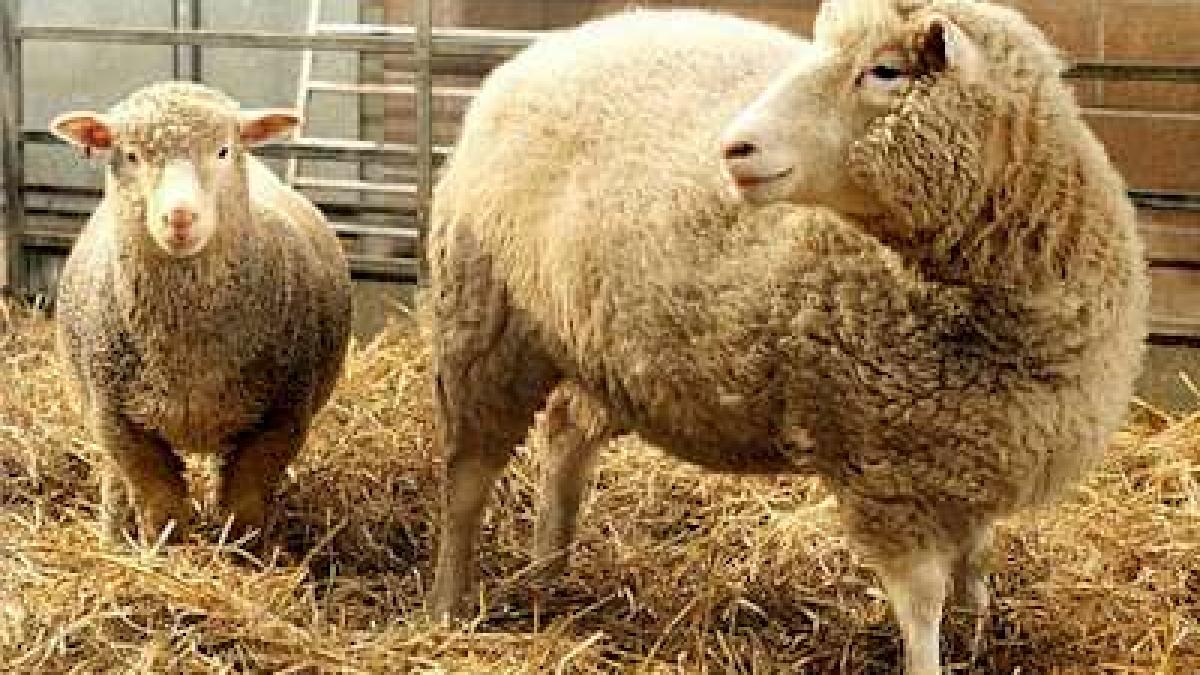 UE reglementează clonarea animalelor