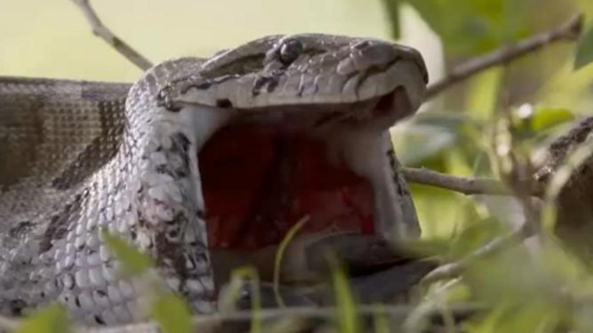 "Aşa ceva vezi doar o dată-n viaţă!". Momentul în care un piton URIAŞ îşi dislocă maxilarul ca să poată înghiţi o antilopă africană (VIDEO)